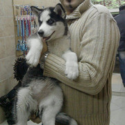 volghan hosseini (134)