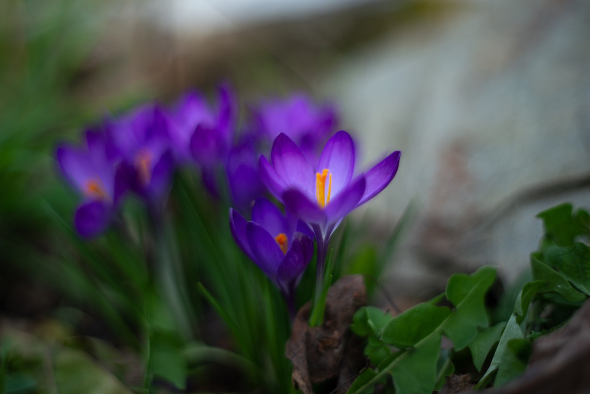 IMG-40dcec3ba36365cc2f4401c91b6d43f3-V