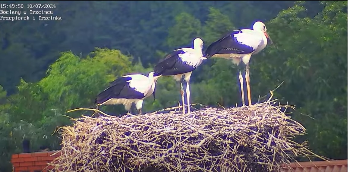 bocianieschodki