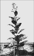 Tobacco