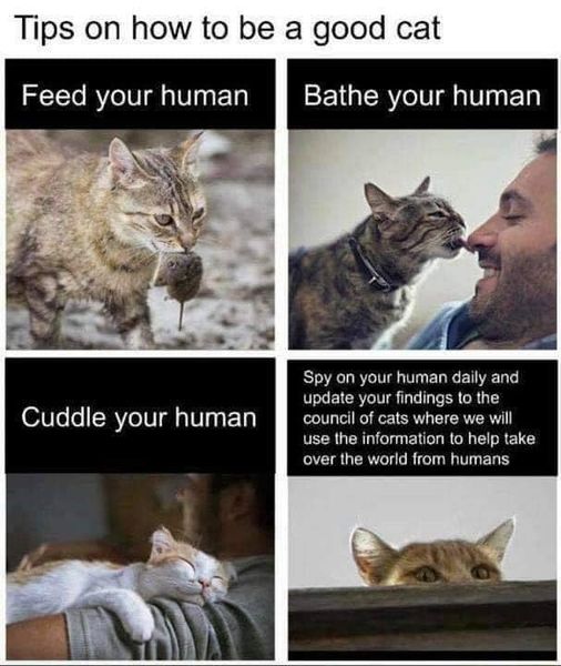 cat-tips.jpg