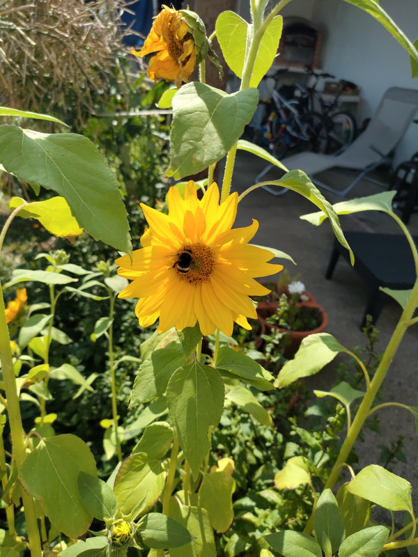 Bee