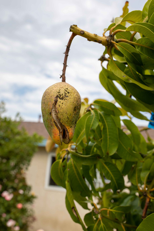 8U1A3003  Sweet Tart Split Mango on Tree (8-14-2021)
