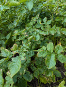 PXL_20240718_140657503