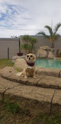 Roxy-Ranchod