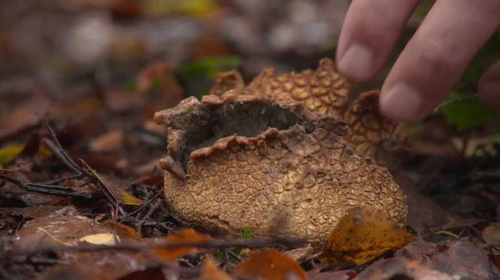 [Image: 73j9pj2bcalw.jpg]