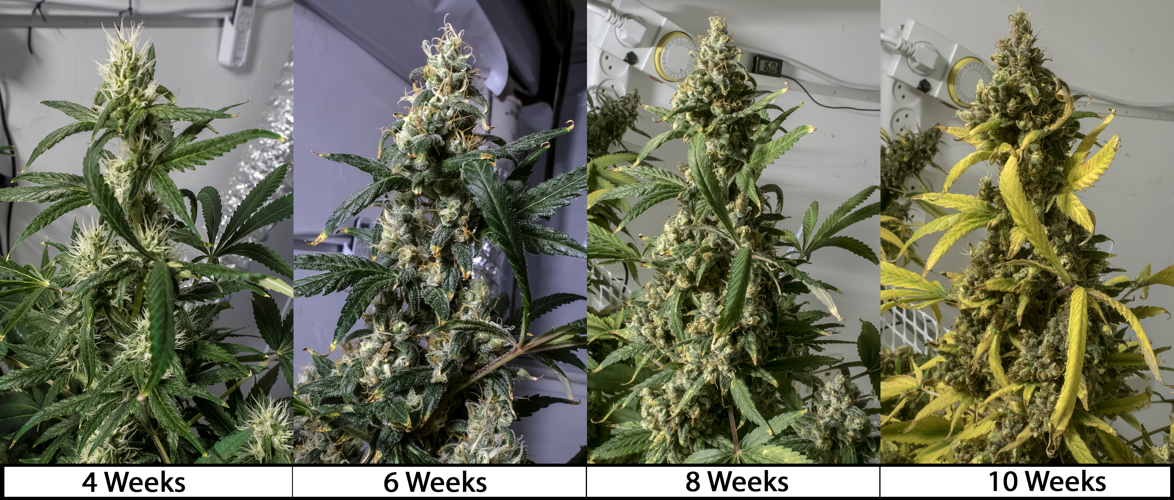 Grow-23.jpg