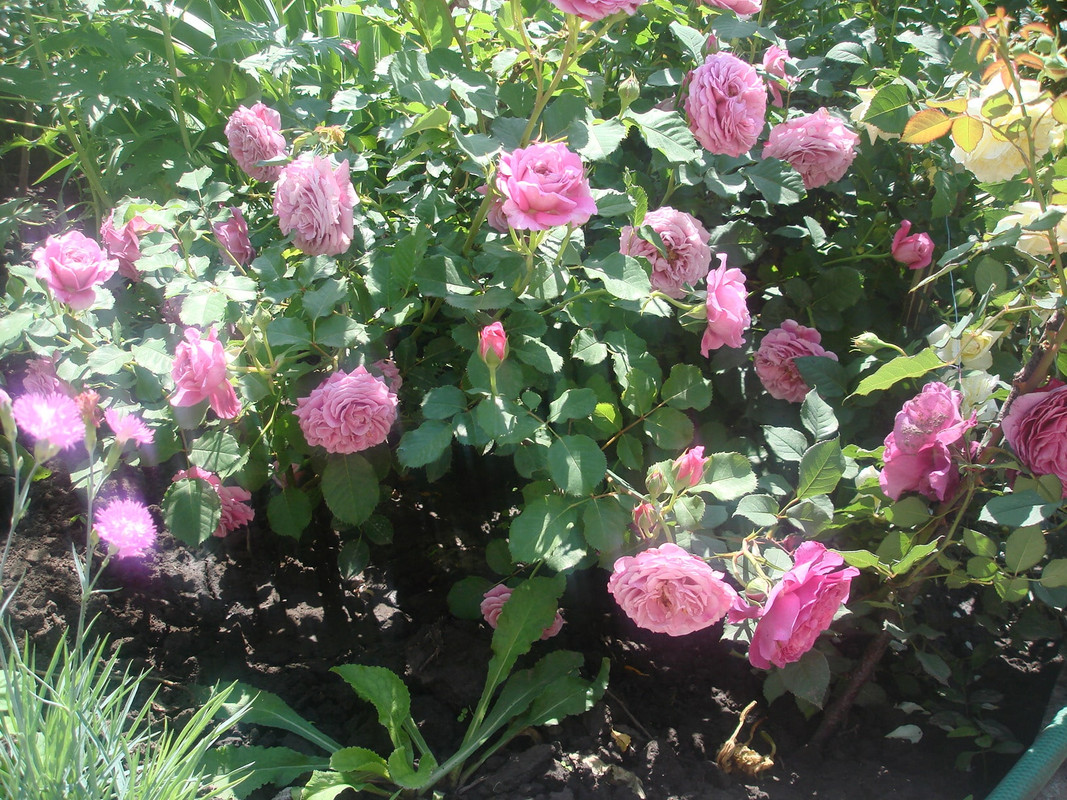 DSC00809