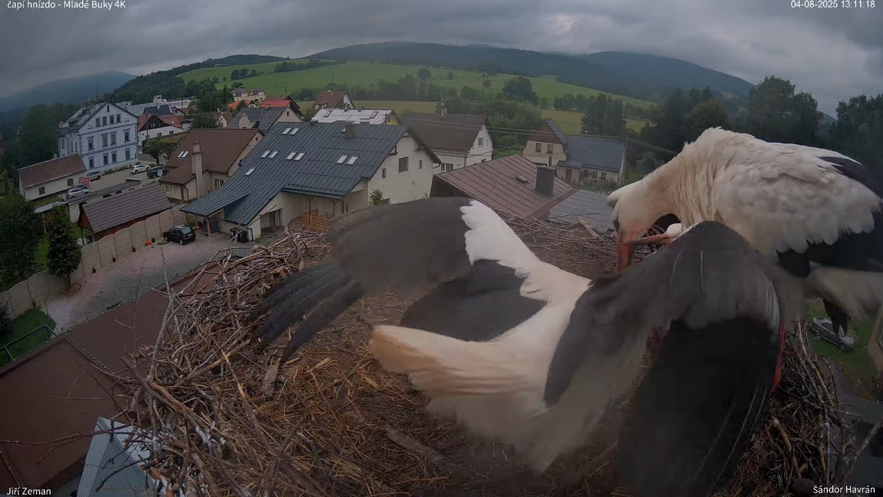 Tiešraides kamera — Mladé Buky — stārķa ligzda 4K 10-5-21 screenshot