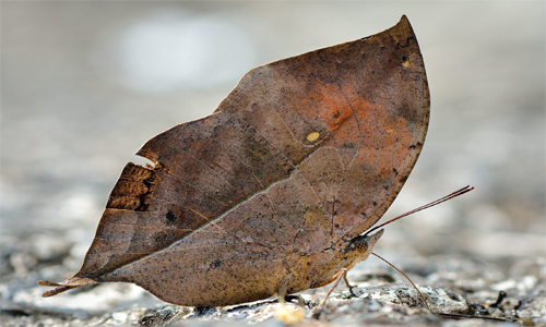 Top 10 Masters of Camouflage in the Animal Kingdom