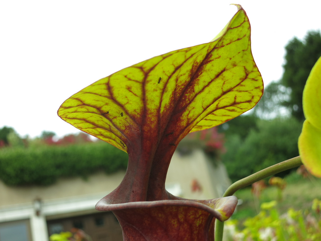Solid red throat, 2019-05-23