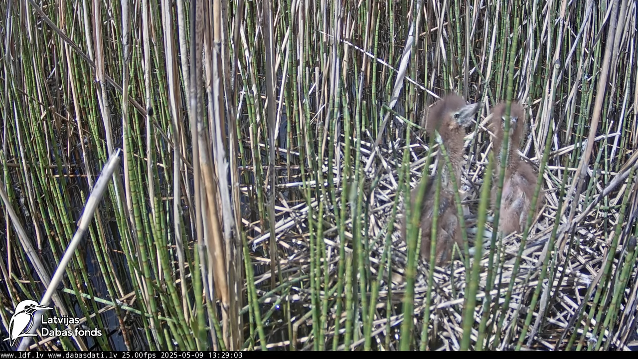 LDF Lielais dumpis (Botaurus stellaris) Zemītes pagastā 14-1-23 screenshot