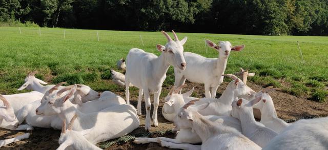 Tercer día: Amsterdam:Goatfarm Ridammerhoeve , Voldenpark y Bibliotecamunicipal - Road Trip Holanda con niños (4)