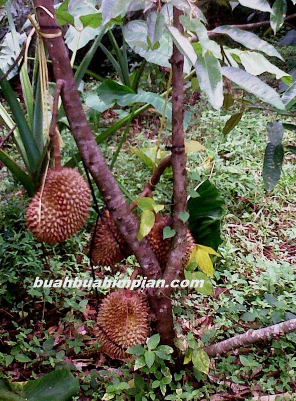 durian4