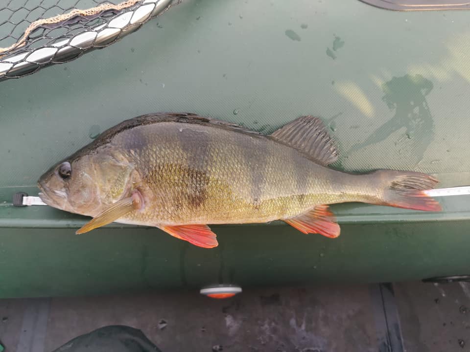 67960545_2367450613335301_141762108638363648_n