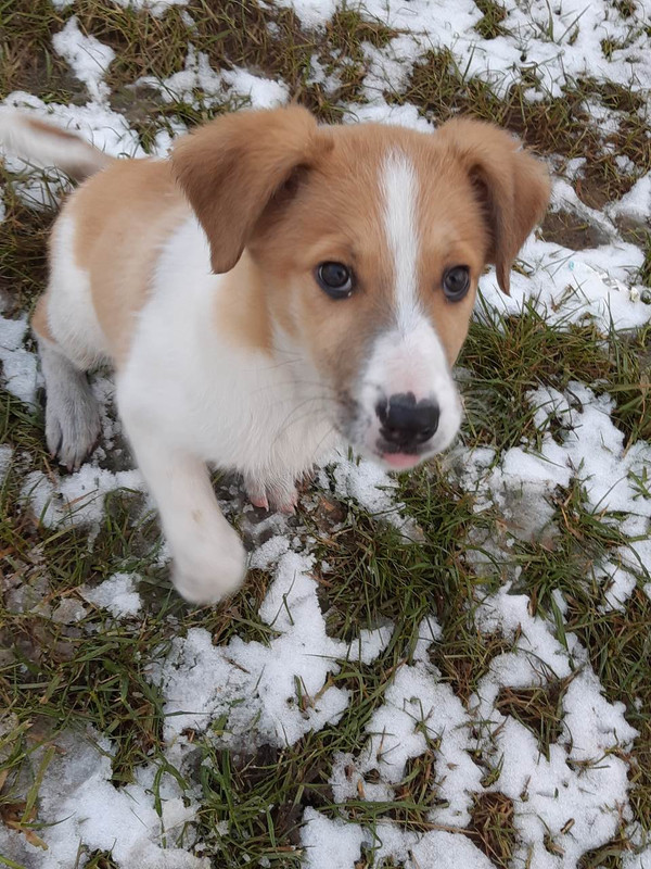 щенок-девочка3