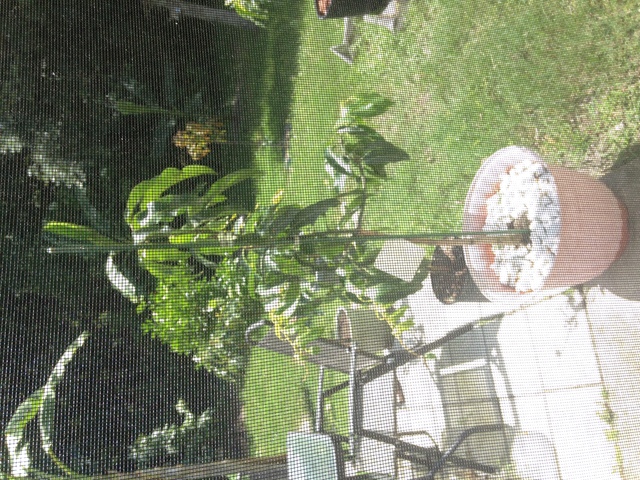 Duncan Tree