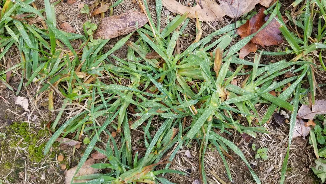 Poa annua sale