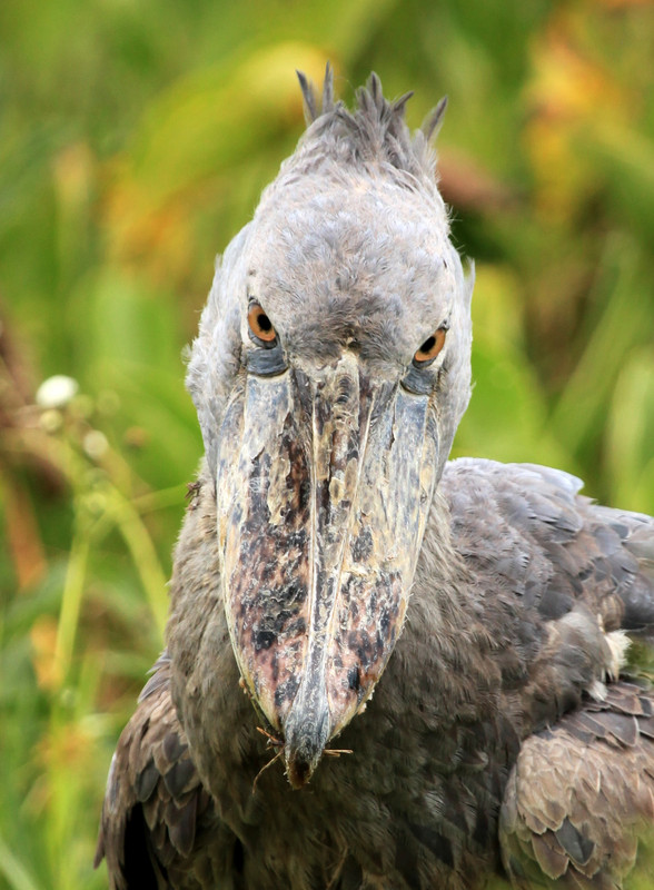 Shoebill scanning the surface for prey in Uganda