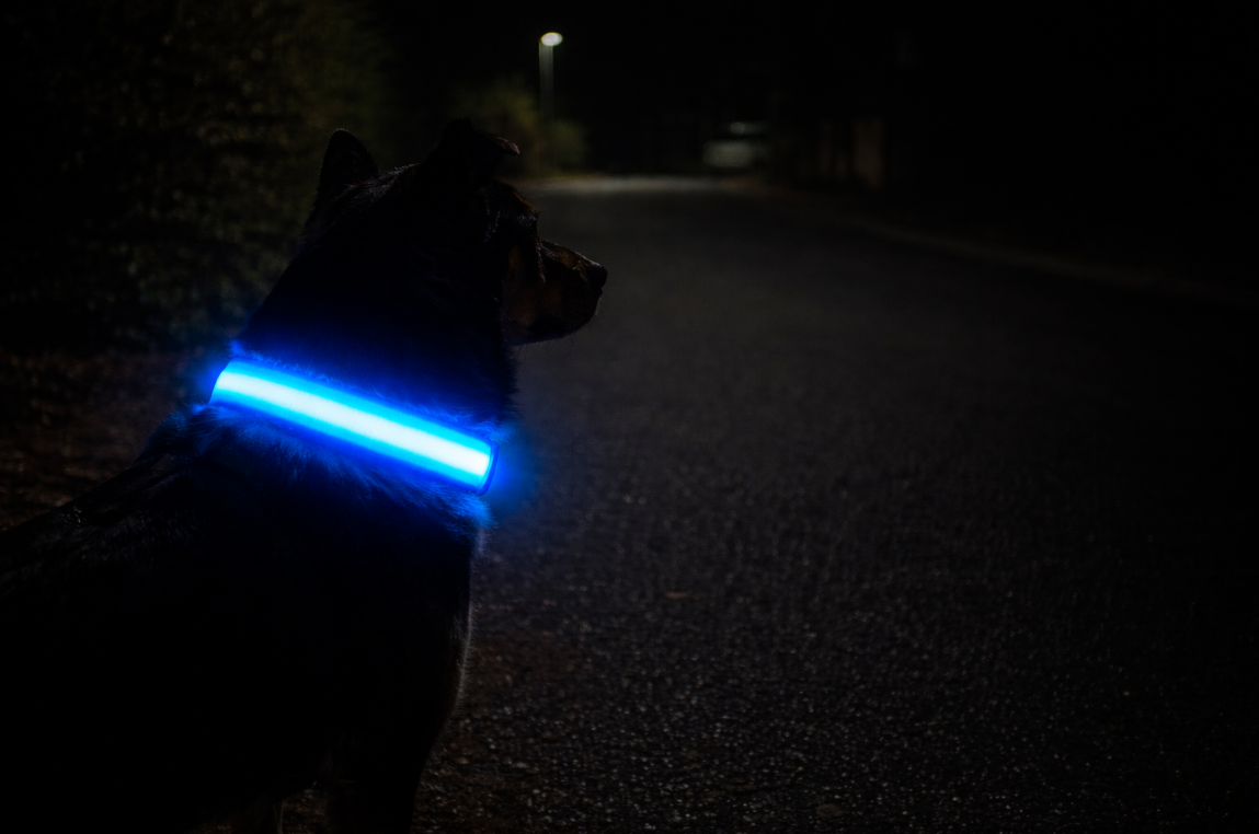 Perro de noche con collar LED azul visible en la misma calle oscura