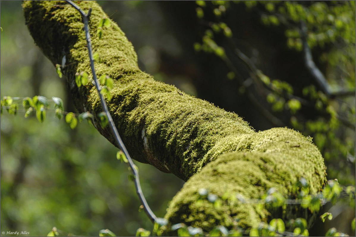 XT4A0172  Ruhbach Part 2 LR ERWZ FB