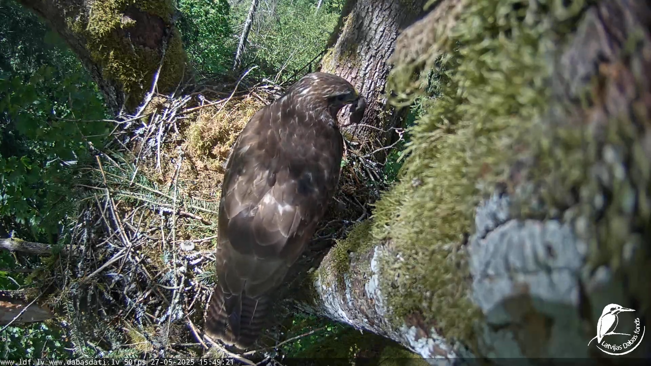 Melnās klijas (Milvus migrans) Kurzemē_ peļu klijāni (Buteo buteo) 11-1-36 screenshot