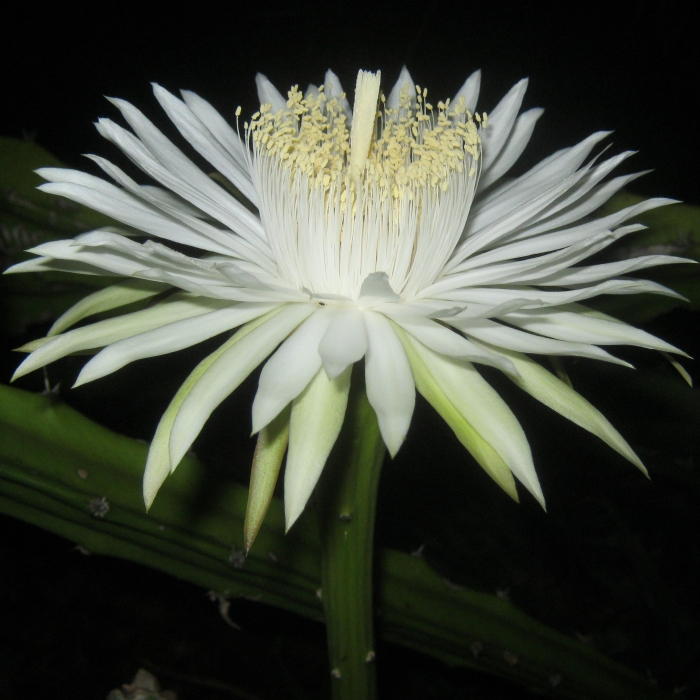 Sword Pear in flower