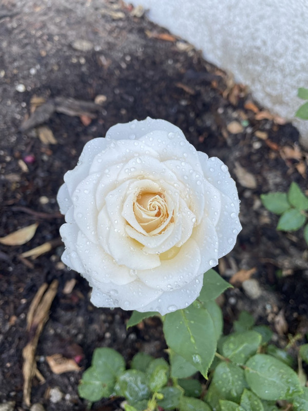 55EE7274-9D67-4281-9607-9F651AD4A49B_1_105_c