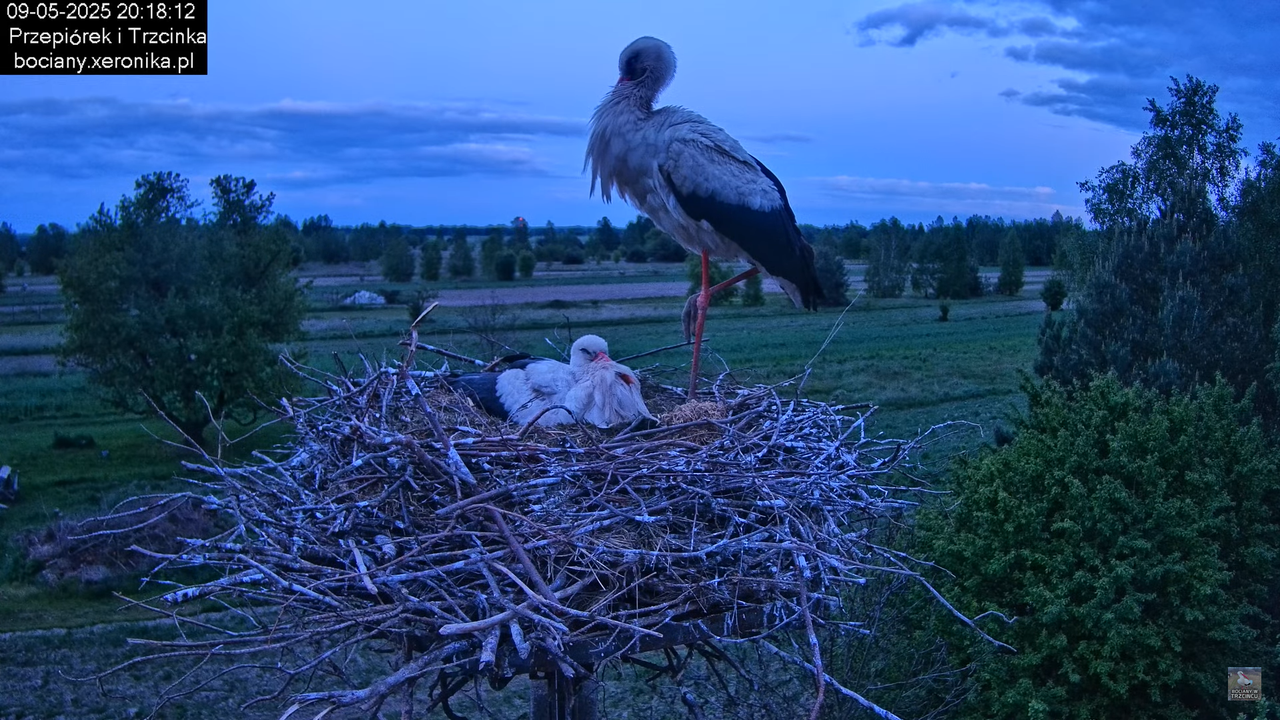 09052025bociany42
