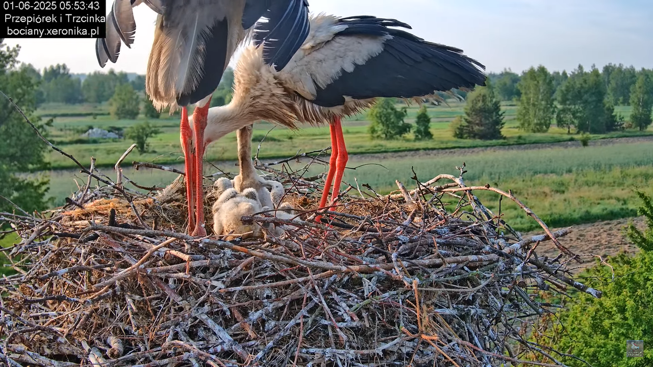 01062025bociany8