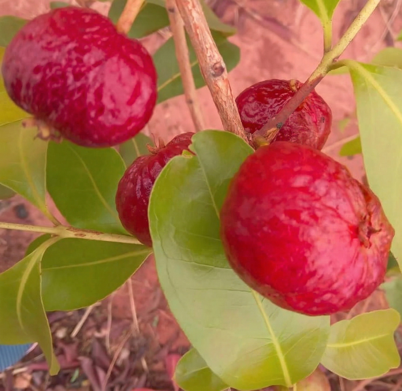 Eugenia conchalensis Red2Publicar