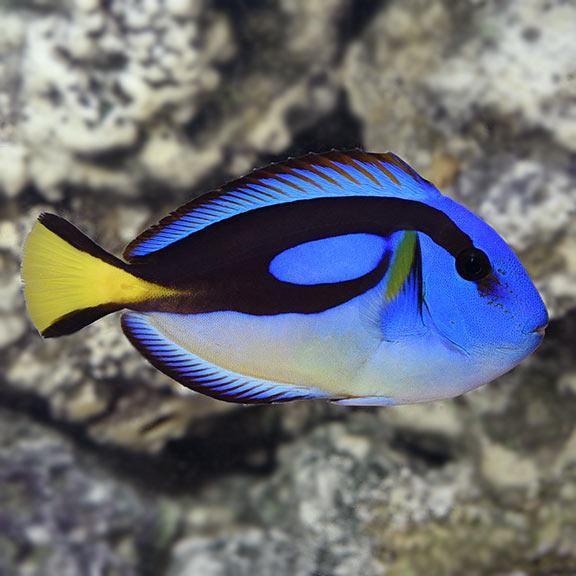lg-39901-Yellow-Belly-Regal-Blue-Tang.jpg