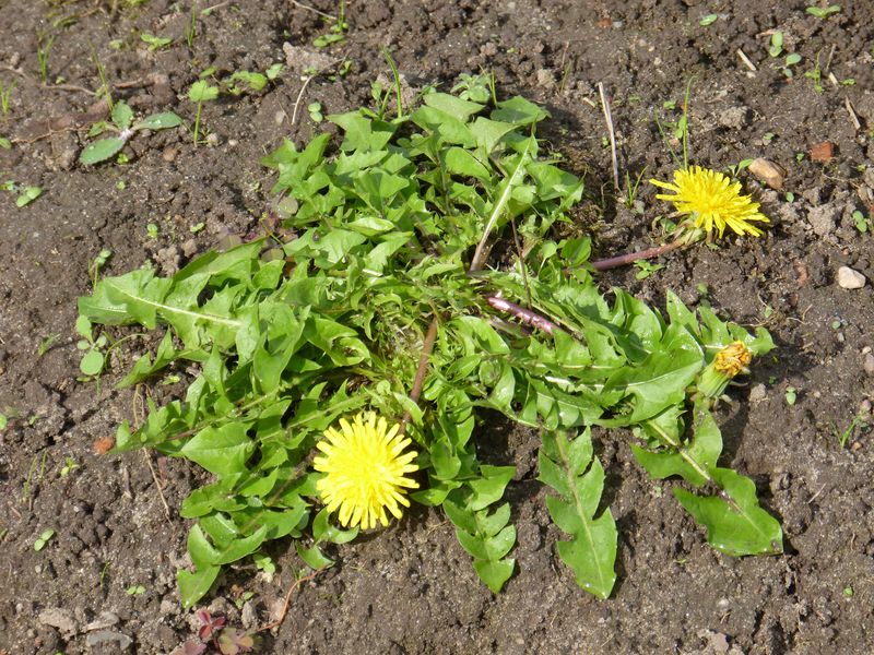 2014-09-25 Löwenzahn