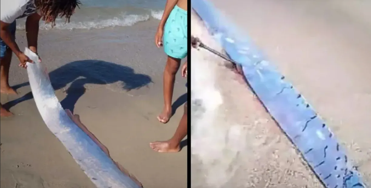 ¿Pez de mala suerte? temen que anuncie un terremoto en República Dominicana