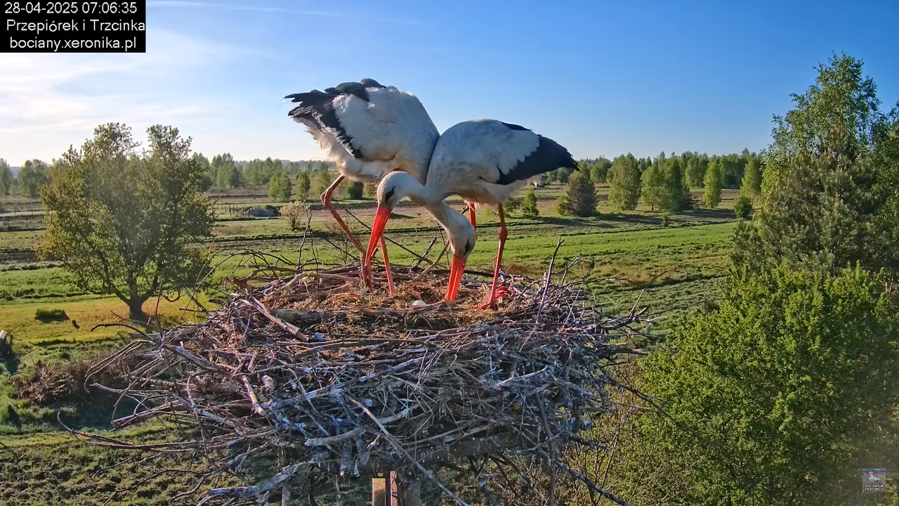 28042025bociany4