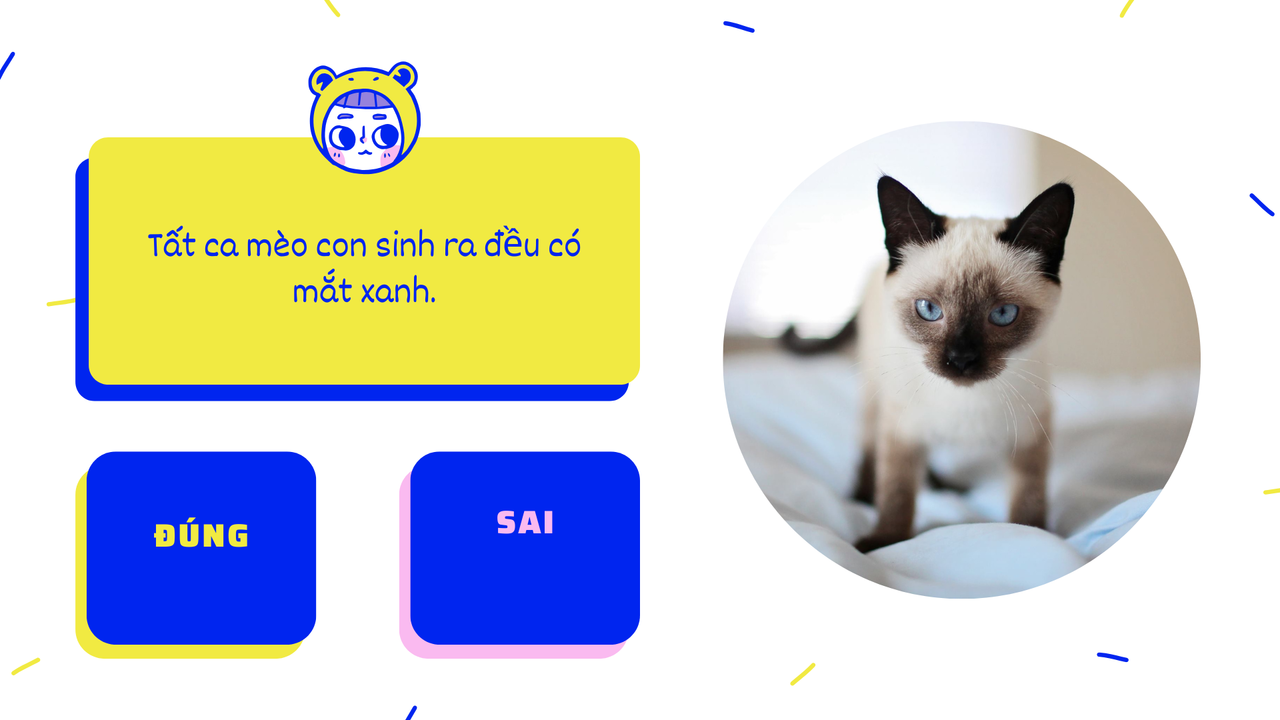 Vàng Xanh dương Hồng Trắng Vui nhộn Trẻ em Ảo Đố vui Bài thuyết trình