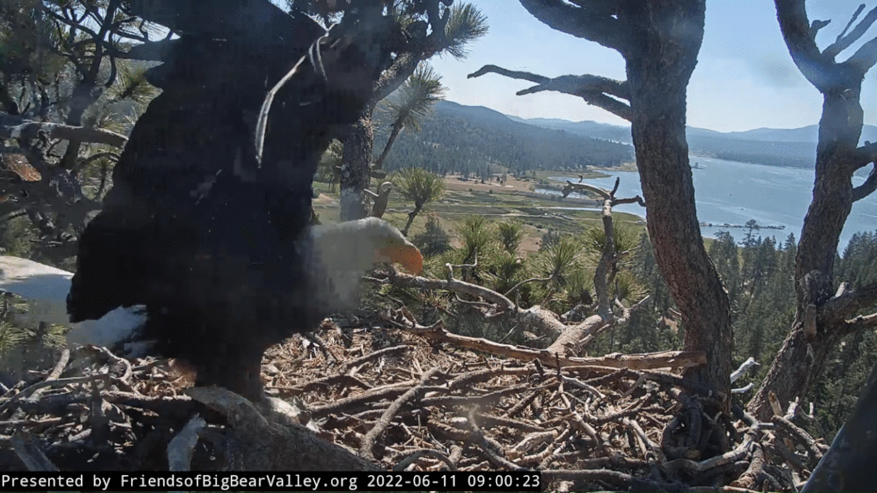 Webp.net-gifmaker (16)