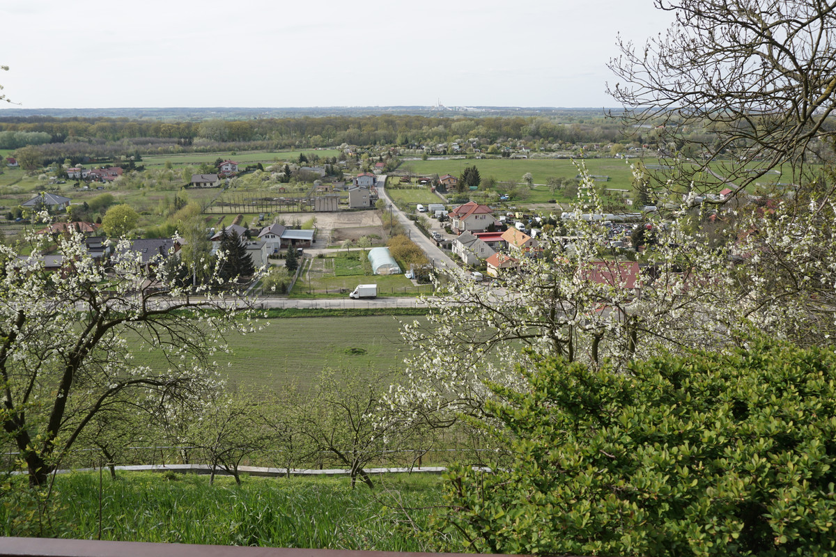 20.24 - DSC08090 (zbychowiec)