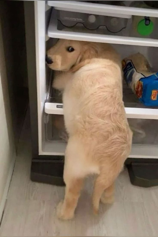 puppyfridgeraida6469c918e8890863b9a638.jpg