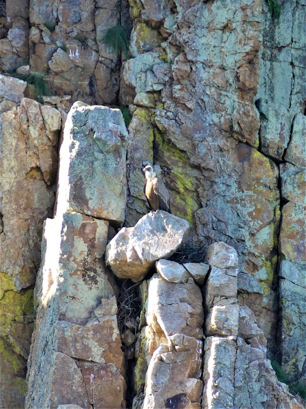 PARQUE NACIONAL DE MONFRAGÜE-2020/2023 - Extremadura y sus pueblos -2010-2023 (148)