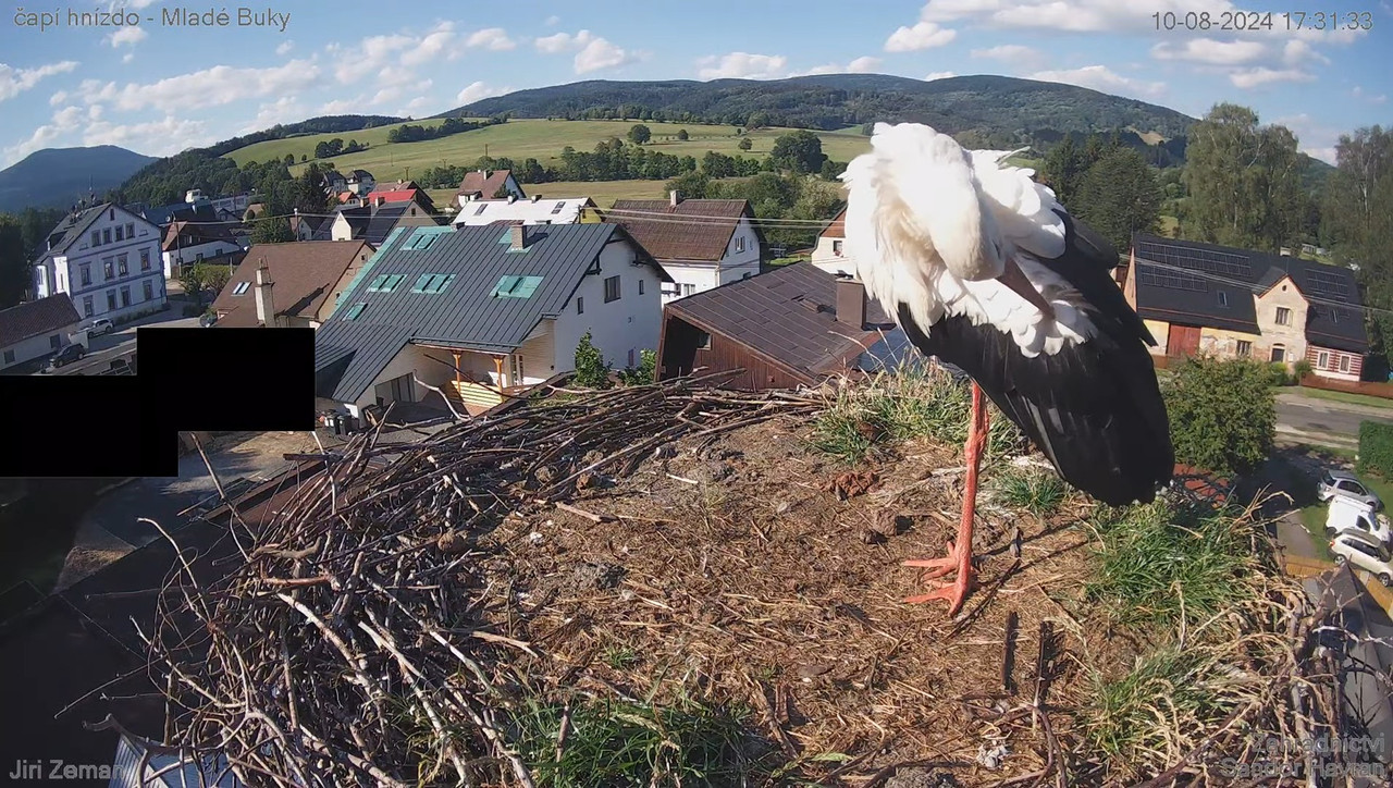 Tiešraides kamera — Mladé Buky — stārķa ligzda 15-7-55 screenshot