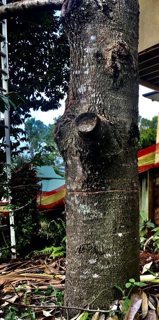 AA5530A3-3719-4305-9914-2C00301FF6F5