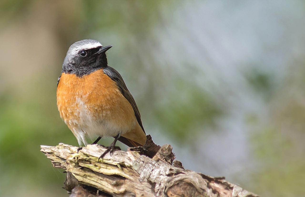 De gekraagde Roodstaart op zijn mooist.