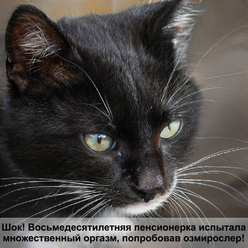 очень красивые кошки