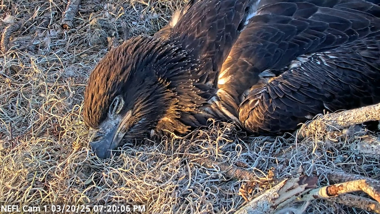 NEFL Cam 1 — tiešraidē Bald Eagle Cam 5-20-23 screenshot