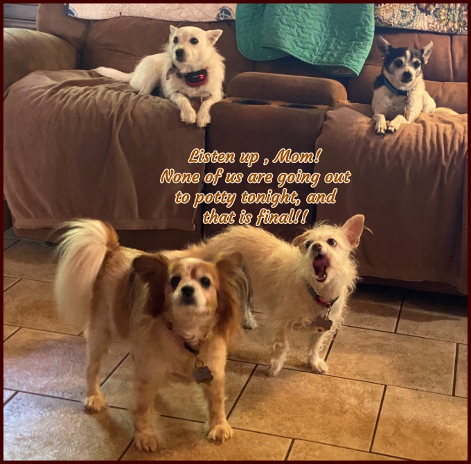 Dogs-go-potty