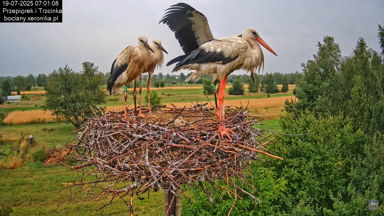 19072025bociany5
