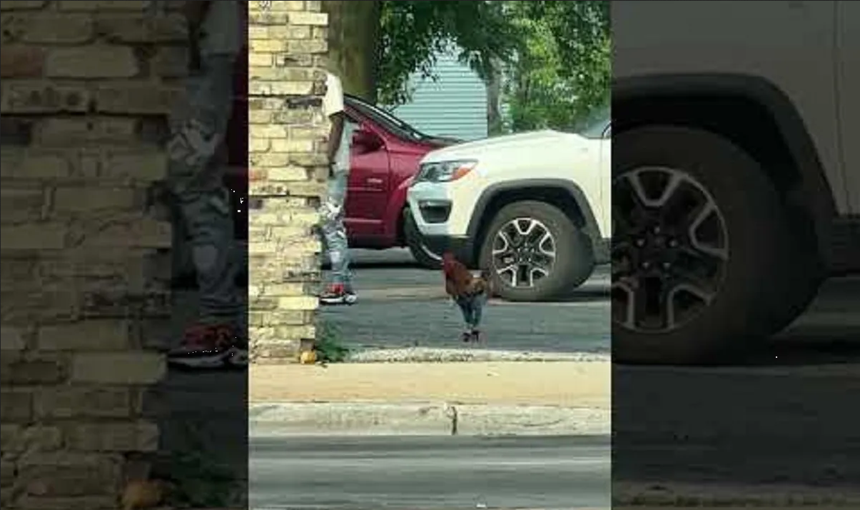 Gallo se vuelve viral en TikTok tras salir a pasear con pantalón vaquero