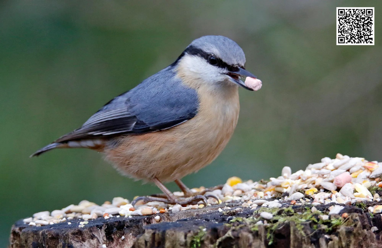 How Weather Changes Affect Bird Feeding in Fall?