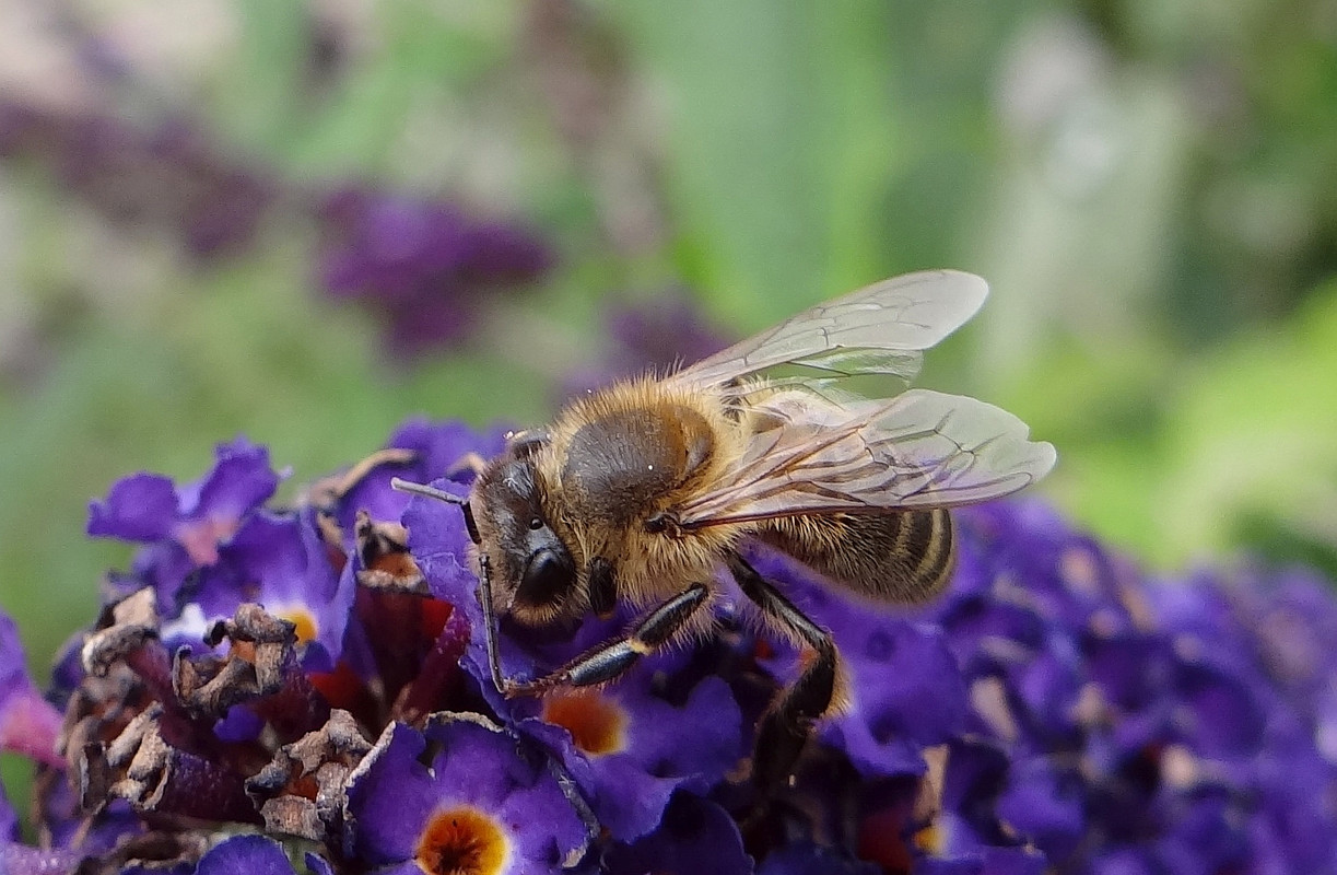 BEE 1 010824
